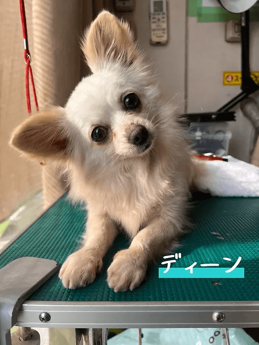 ディーン