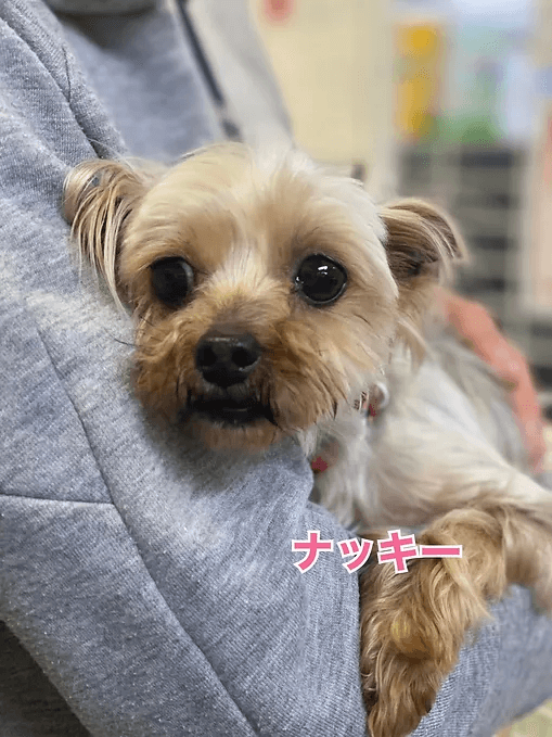 ナッキー
