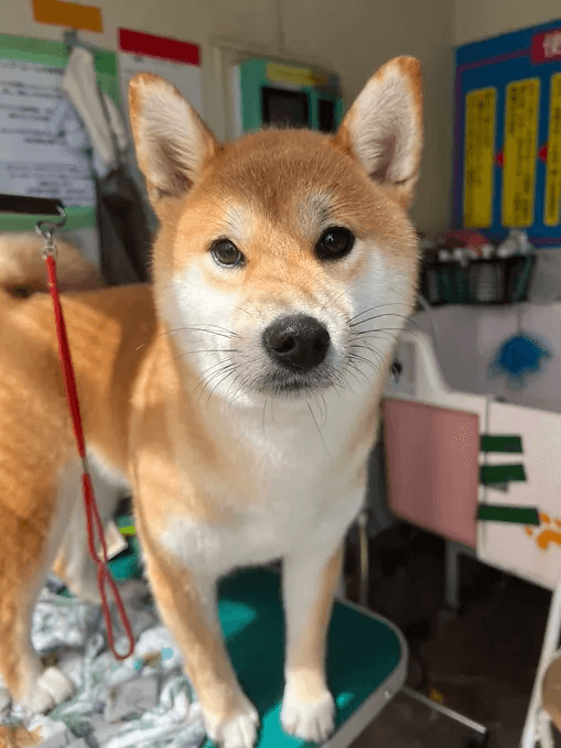 優花